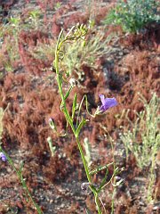 antirrhinum kelloggii